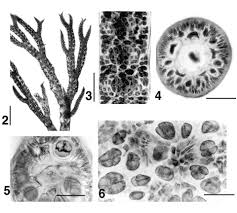 Attēlu rezultāti vaicājumam “Ceramium sp.”