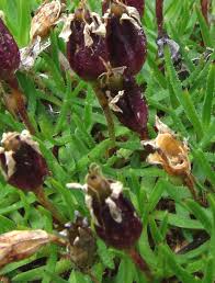 Attēlu rezultāti vaicājumam “Silene viscaria fruit”