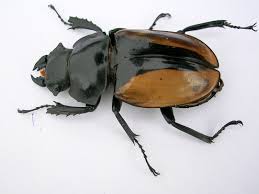 Attēlu rezultāti vaicājumam “Sinodendron cylindricum male”