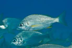 Image result for Pomadasys incisus