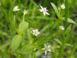 Attēlu rezultāti vaicājumam “Stellaria uliginosa”
