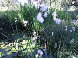 Attēlu rezultāti vaicājumam “Eriophorum latifolium fruit”