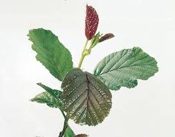 Attēlu rezultāti vaicājumam “Alnus glutinosa”