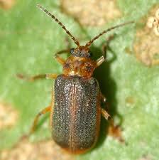 Attēlu rezultāti vaicājumam “Galerucella nymphaeae”