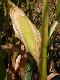 Attēlu rezultāti vaicājumam “Zea mays leaf”