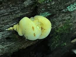 Attēlu rezultāti vaicājumam “Buglossoporus quercinus”