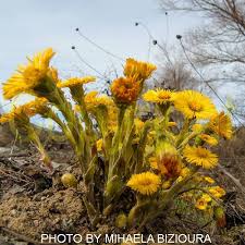 Attēlu rezultāti vaicājumam “Tussilago farfara fruit”