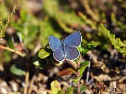 Attēlu rezultāti vaicājumam “Vacciniina optilete female”