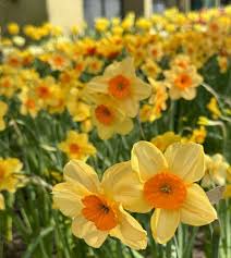 Attēlu rezultāti vaicājumam “Narcissus”