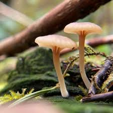 Attēlu rezultāti vaicājumam “Lichenomphalia umbellifera”