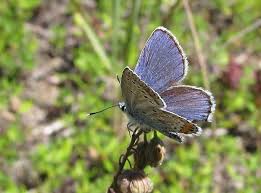 Attēlu rezultāti vaicājumam “Plebejus argyrognomon underside”