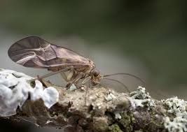 Attēlu rezultāti vaicājumam “Metylophorus nebulosus”