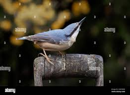 Image result for Sitta europaea