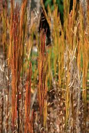 Attēlu rezultāti vaicājumam “Arabis hirsuta”