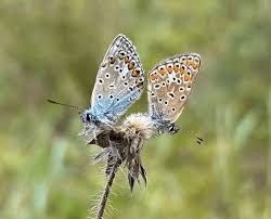 Attēlu rezultāti vaicājumam “Aricia artaxerxes”