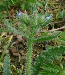 Attēlu rezultāti vaicājumam “Anchusa arvensis flower”