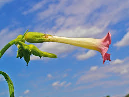 Attēlu rezultāti vaicājumam “Nicotiana tabacum fruit”