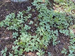 Attēlu rezultāti vaicājumam “Aegopodium podagraria”