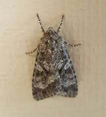 Attēlu rezultāti vaicājumam “Eurois occulta”