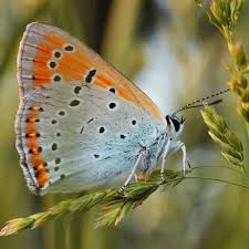 Attēlu rezultāti vaicājumam “Lycaena alciphron underside”