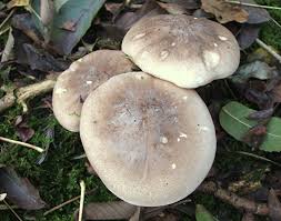 Attēlu rezultāti vaicājumam “Clitocybe nebularis”