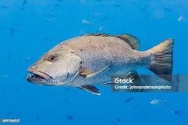 Image result for Lutjanus jocu