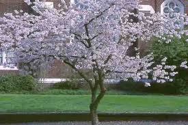 Attēlu rezultāti vaicājumam “Prunus (sakura)”