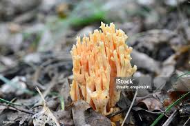 Attēlu rezultāti vaicājumam “Ramaria formosa”