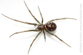 Attēlu rezultāti vaicājumam “Steatoda grossa”