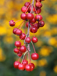Attēlu rezultāti vaicājumam “Malus x zumi fruit”