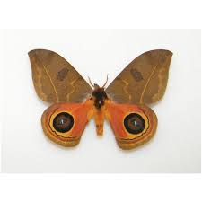 Attēlu rezultāti vaicājumam “Hyponephele lycaon male”