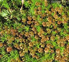 Attēlu rezultāti vaicājumam “Polytrichum juniperinum”