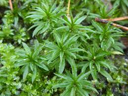 Attēlu rezultāti vaicājumam “Atrichum undulatum sporophyte”