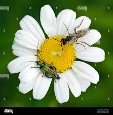 Attēlu rezultāti vaicājumam “Oedemera sp.”