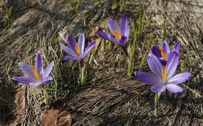 Attēlu rezultāti vaicājumam “Crocus vernus subsp. vernus flower”