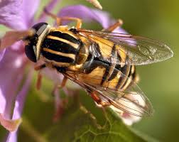 Attēlu rezultāti vaicājumam “Helophilus pendulus”
