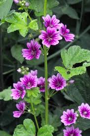 Image result for Malve