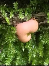 Attēlu rezultāti vaicājumam “Lycogala cf. fossiculatum”