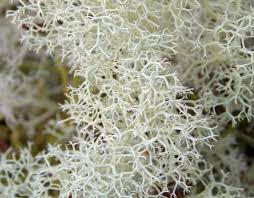 Attēlu rezultāti vaicājumam “Cladonia ciliata”