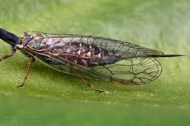 Attēlu rezultāti vaicājumam “Raphidioptera imago”