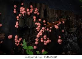 Attēlu rezultāti vaicājumam “Lycogala exiguum aggr. young”