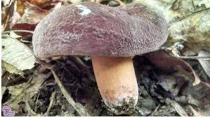 Attēlu rezultāti vaicājumam “Lactarius”