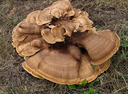 Attēlu rezultāti vaicājumam “Bondarzewia mesenterica”