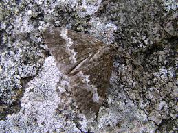 Attēlu rezultāti vaicājumam “Perizoma affinitata”