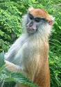 Types of Monkeys | Animal Pictures and Facts | FactZoo.
