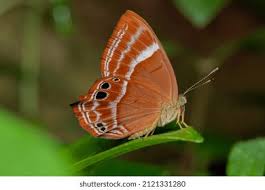 Attēlu rezultāti vaicājumam “Riodinidae”