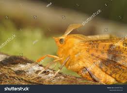 Attēlu rezultāti vaicājumam “Ennomos autumnaria”