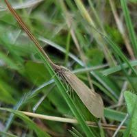 Attēlu rezultāti vaicājumam “Oecetis ochracea”