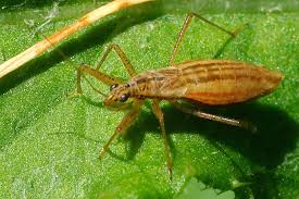 Attēlu rezultāti vaicājumam “Nabis limbatus”