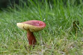 Attēlu rezultāti vaicājumam “Xerocomus rubellus”